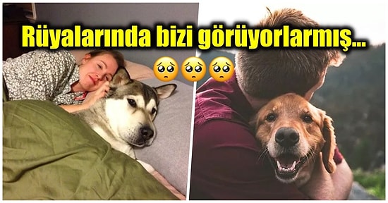 Yanımızdan Ayıramadığımız Tüylü Dostlarımız Köpekler Rüya Görürler mi?