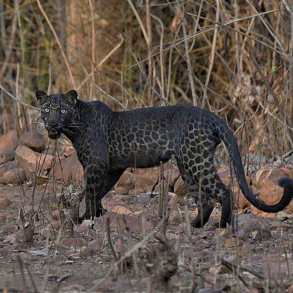 3. Hindistan'da, oldukça nadir görülen bir siyah leopar: