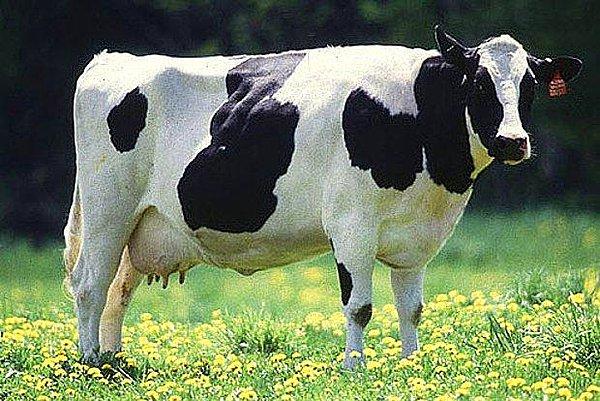 9. Ortalama bir inek hayatı boyunca 200 bin bardak süt üretir.