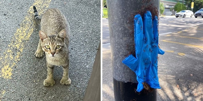 15 крайне интересных явлений в природе, которые людям удалось встретить