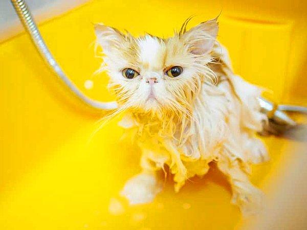 Kedilerin sudan hoşlanmamasında şok ve korku faktörleri de önemli.