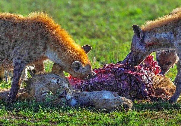 7. Aslan leşi yiyen acımasız sırtlan sürüsü: