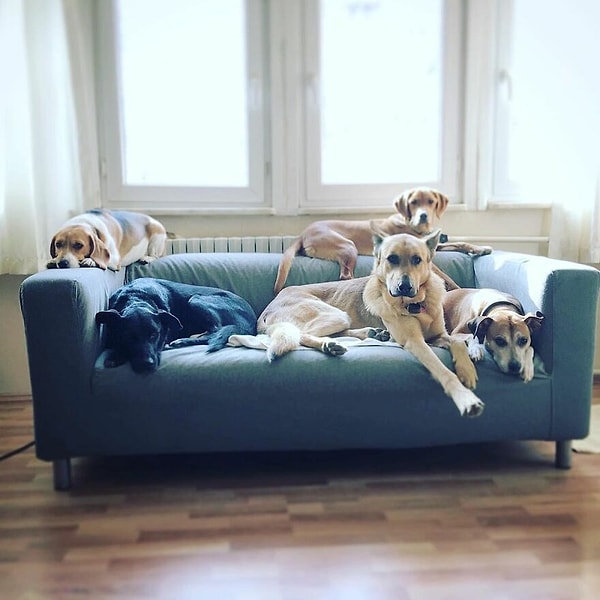 "Это не является моей работой. Я владелец малого бизнеса. Я владею и управляю своей компанией, которая является консалтинговой компанией по международному маркетингу медицинских услуг".