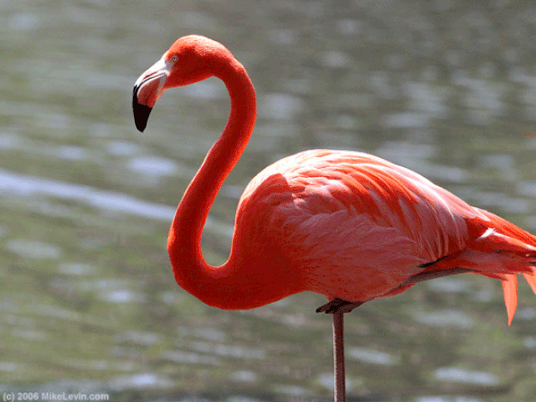 Görünüşleriyle göz alıcı flamingolar, doğanın en güzel ve en tuhaf kuşları arasında yer alıyor.