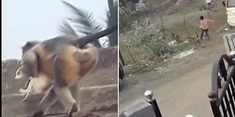 Hindistan'da Maymunlar Köpeklere Savaş Açtı: Öldürülen 1 Maymun İçin 250 Köpek Öldürdüler
