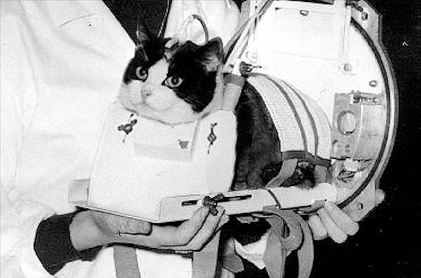 Eski bir veteriner olan ve Fransa Ulusal Uzay Araştırmaları Merkezi'nde ekzobiyoloji başkanı olan Michel Viso, kedilerin nörofizyolojik davranışlarını incelemenin iyi bir seçenek olduğunu savundu.
