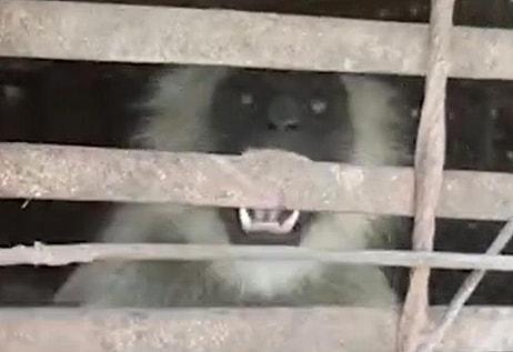 Hindistan'da İntikam İçin 250 Köpek Öldüren Maymunlar Kafese Atıldı