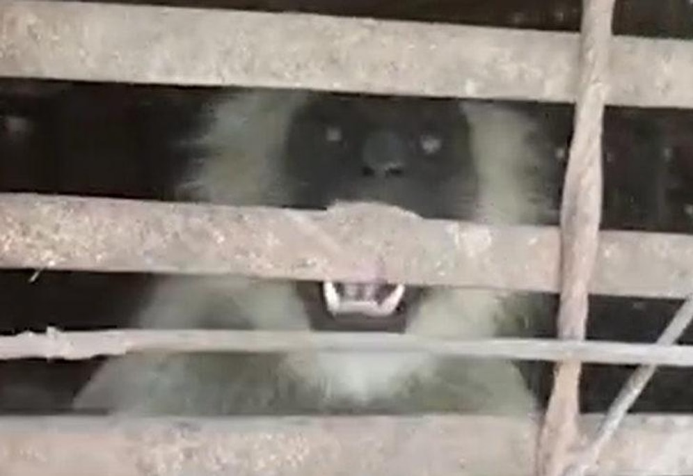 Hindistan'da İntikam İçin 250 Köpek Öldüren Maymunlar Kafese Atıldı