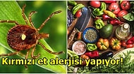 Tek Isırığıyla İnsanı Vejetaryen Yapıyor! Alfa-gal Sendromu Nedir?