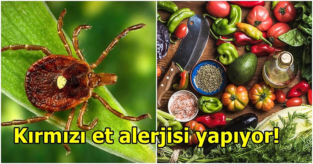 Tek Isırığıyla İnsanı Vejetaryen Yapıyor! Alfa-gal Sendromu Nedir?