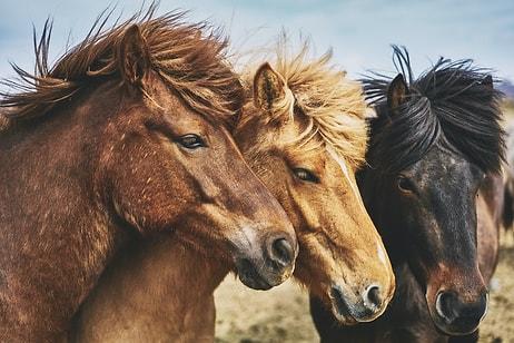 Günlük Dozumuzu Alarak Karizmada Seviye Atladığımız Sorular: 'Atlara Neden Sol Taraftan Binilir?'