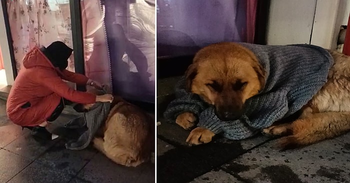 Üşüyen Sokak Köpeğine Mağazadan Kazak Alıp Giydiren Güzel İnsanlar