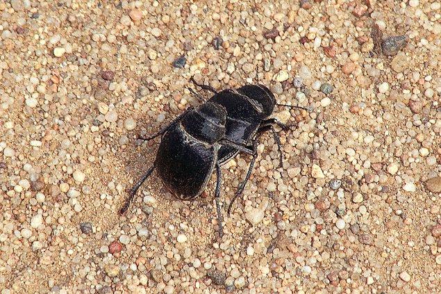 Bilim insanlarına göre kara böceklerin çiftleşme süreci dört aşamadan oluşuyor: Erkek böceğin dişiyi takip etmesi, oral temas, üste çıkma ve son olarak cinsel ilişki.
