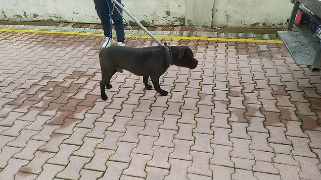 Olayın ardından sosyal medyada ise tepkiler yükseldi. Birçok insan pitbull cinsi köpeklerin sokakta gezdirilmemesi gerektiğini söyledi, bazıları da köpeğin sahibini suçladı.