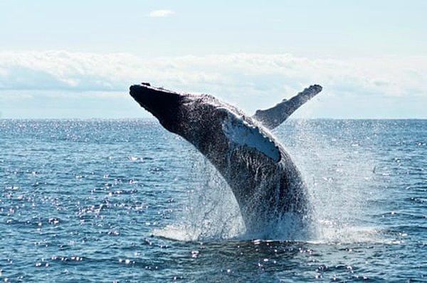 4. Bir mavi balinanın dili çoğu filden daha ağırdır.