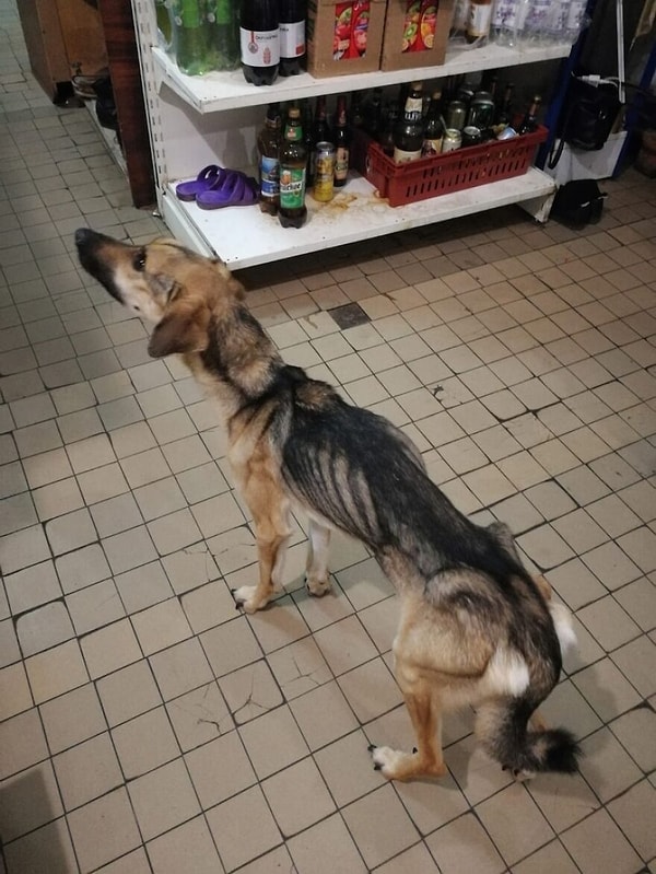 Ранее к владельцу неоднократно вызывали полицию. Его оштрафовали, но ему было все равно, и он продолжал свое жестокое поведение.