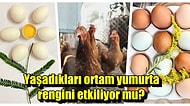 Günlük Dozumuzu Alarak Karizmada Seviye Atladığımız Sorular: 'Yumurtaların Rengi Neye Göre Değişiyor?'