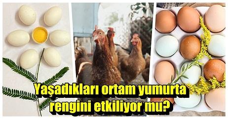 Günlük Dozumuzu Alarak Karizmada Seviye Atladığımız Sorular: 'Yumurtaların Rengi Neye Göre Değişiyor?'