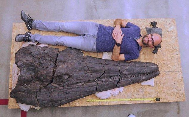 9. 'Cymbospondylus youngorum' dünyanın en eski ve en büyük deniz sürüngenlerinden biri olan 'ichthyosaur' türü bir sürüngen.
