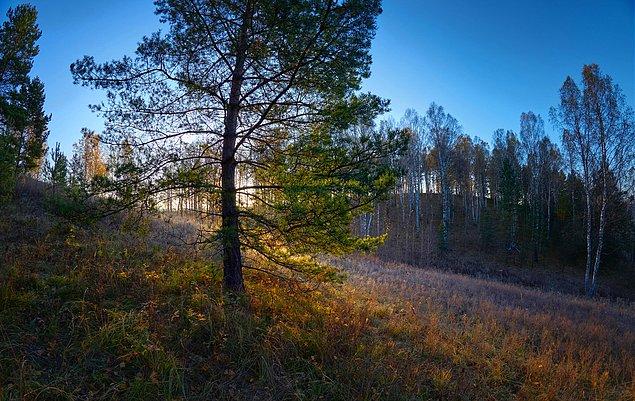 6. Dünyadaki ormanların yüzde 25'inden fazlası Sibirya'dadır.