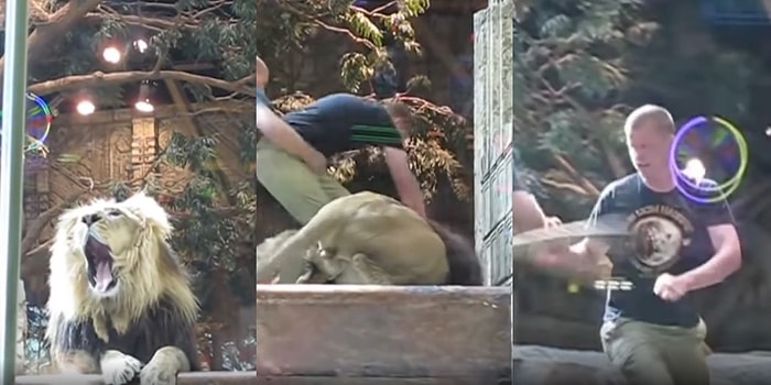 İnsanların Gözü Önünde! Bir Hayvanat Bahçesinde Göz Teması Kurduğu Aslan Tarafından Saldırıya Uğrayan Bakıcı
