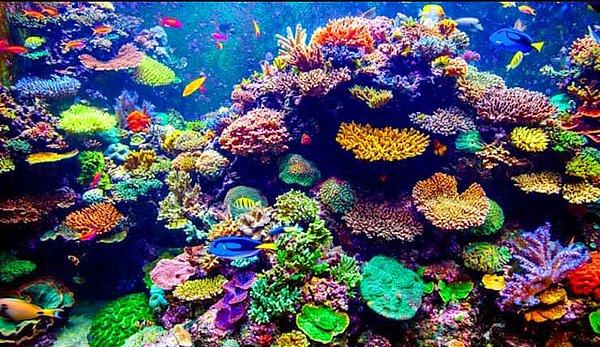 Resif: Denizcilik terminolojisinde kaya, kum ve deniz canlıların birikimiyle birlikte suyun cezir halindeyken altı kulaç veya daha az derinlikli sığ alanlarında oluşmuş su altı yüzey yapılarıdır.