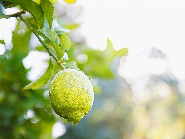 Limon Çekirdekten Nasıl Ekilir? Limon Ekimi Nasıl Yapılır?