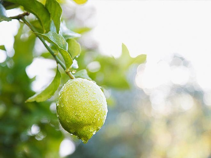 Limon Çekirdekten Nasıl Ekilir? Limon Ekimi Nasıl Yapılır?