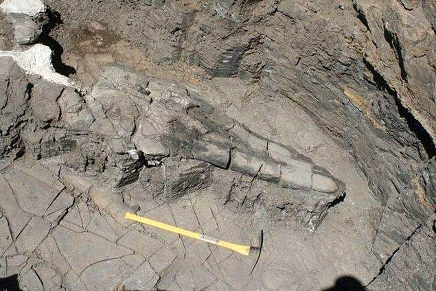 10. Paleontologlar yalnızca kafatasının uzunluğu iki metreye ulaşan bir 'deniz canavarının' kalıntılarını keşfetti.
