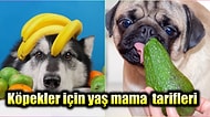 Köpekler İçin Evde Pratik Bir Şekilde Hazırlayabileceğiniz Yaş Mama Tarifleri