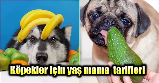 Köpekler İçin Evde Pratik Bir Şekilde Hazırlayabileceğiniz Yaş Mama Tarifleri