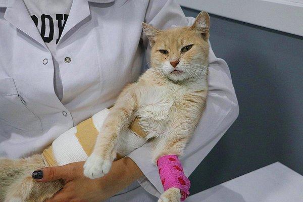 42. 2 Haziran - Denizli'de bir apartmanda bakılan sokak kedisi cinsel saldırıya uğraması.