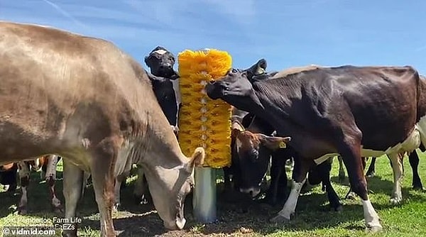 12. Это  устройство, напоминающее гигантскую сладкую кукурузу, является щеткой, о которую чешутся коровы. Это помогает содержать скот в чистоте и свободе от паразитов.