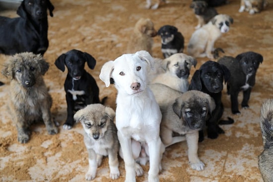 Erdoğan'ın 'Sokak Hayvanları' Açıklamalarına Tepkiler Sürüyor: 'Hayvan Toplamak Çok İlkel'