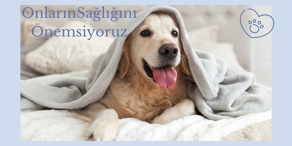 Köpeğinize Kolayca Yedirip İçirebileceğiniz En Beğenilen 12 Vitamin Takviyesi