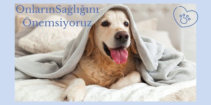 Köpeğinize Kolayca Yedirip İçirebileceğiniz En Beğenilen 12 Vitamin Takviyesi