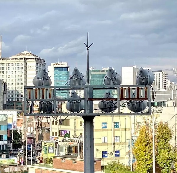 4. Выглядит так, будто 8 голубей смотрят на меня угрожающе