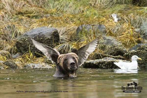 7. Медмедь с крылышками