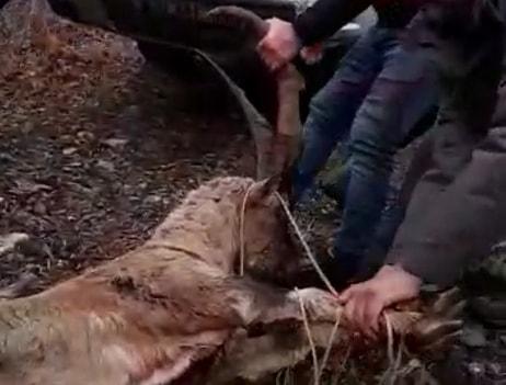 Nesli Tükenme Tehlikesi Altındaydı: Dağ Keçisi Avcılar Tarafından Vuruldu