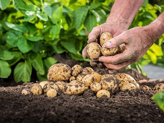 Patates Nasıl Ekilir? Patates Ekiminin Püf Noktaları Nelerdir?