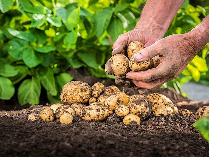 Patates Nasıl Ekilir? Patates Ekiminin Püf Noktaları Nelerdir?