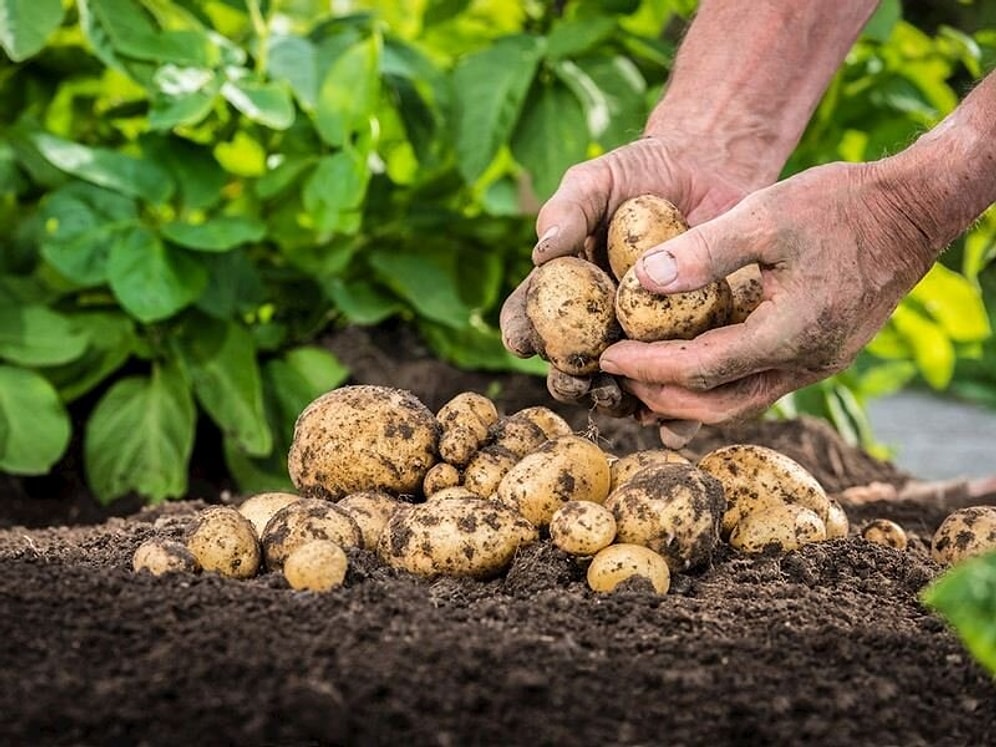 Patates Nasıl Ekilir? Patates Ekiminin Püf Noktaları Nelerdir?