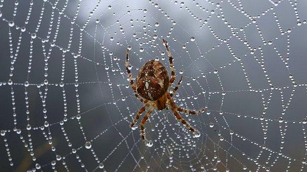Örümceklerden korkan insanlar sonbaharın örümceklerin meydana çıktığı mevsim olduğunu düşünür.