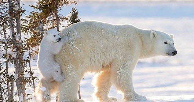 The Telegraph gazetesinde yer alan habere göre Batı Alaska'da Utqiagvik çevresinde dolanan kutup ayılarının, bir "kitlesel göç" halinde "Rusya'ya taşındığı" iddia ediliyor.