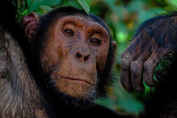 Dişi şempanzeler, makak maymunları ve inekler laboratuvarda vajinal kasılma yaşadıkları bir noktaya kadar uyarıldılar.