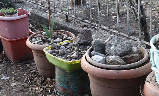 Onlarca Hayvan Bakımsızlıktan Hayatını Kaybetmiş: Ölen Köpekleri Saksılarda Saklamış
