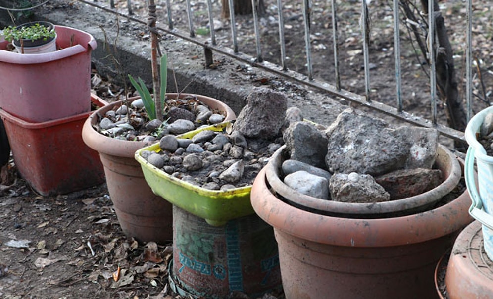 Onlarca Hayvan Bakımsızlıktan Hayatını Kaybetmiş: Ölen Köpekleri Saksılarda Saklamış