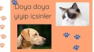 Onu Hep Hatırlayacak Aşırı Kullanışlı Otomatik Kedi Köpek Mama ve Su Kapları