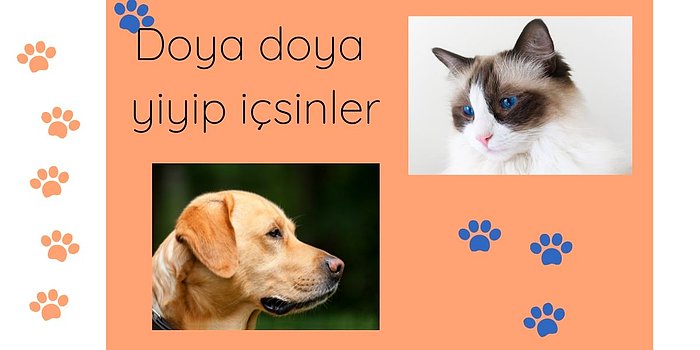 Onu Hep Hatırlayacak Aşırı Kullanışlı Otomatik Kedi Köpek Mama ve Su Kapları