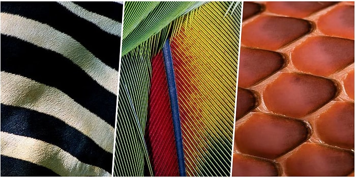 Yakına, Biraz Daha Yakına! Her Biri Ayrı Bir Sanat Eseri Olan Hayvan Desenleri